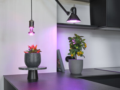 LED növényi izzó 10W E27 330lm Növekedéstámogató Világító Osram