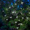 Solar Girland Garden DECORATIVE Light Chain 20 LED átlátszó szitakötők, hideg színben