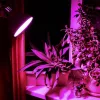 E27 8W LED izzó FITO VIDEX növénynövesztő lámpa